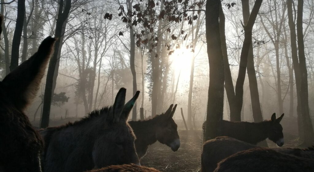 Amanda COCQUELET_kinésiologue animalier certifiée_Ecole Korevie_Anerie Bacotte